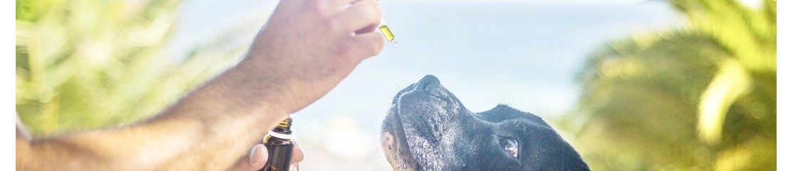 CBD Animaux | Bien-être Chiens & Chats | Gramen Sana